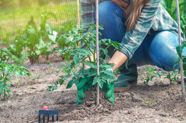 Farmer woman uses gloves to tend tomato bushes in soil. Rake lies side. Growing organic tomatoes.