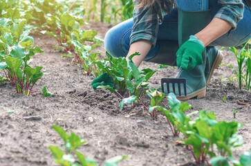 Woman thinning beets, wearing checker shirt and gloves. Organic farming, growing organic vegetables