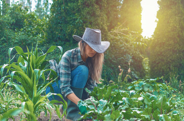 Woman in hat and rubber boots tending to red beets next to green sweet corn. Organic vegetables.