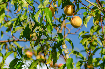 A Close up of a Peach Growing on a Tree. Concept The process of fruit ripening.