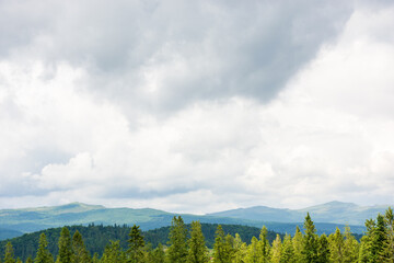 coniferous forest on a hill in front of a mountain under overcast sky in summer. beautiful landscape background for travel