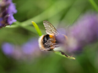 Bumble Bee collects pollen on lavender flowers 