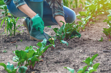 Woman thinning beets, wearing checker shirt and gloves. Organic farming, growing organic vegetables