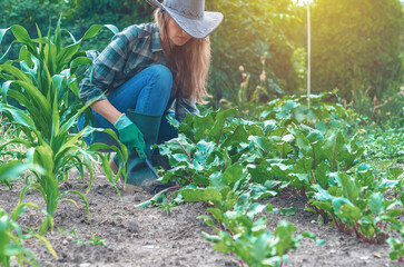 Organic vegetables grown on farms. Woman taking care of red beet growing next to green sweet corn.