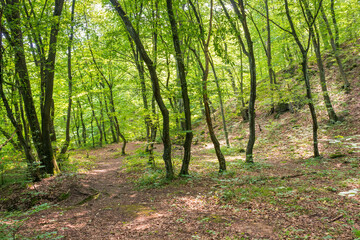 green nature environment of the beech forest in summer. beautiful outdoor with trees with lush foliage. natural background for adventure