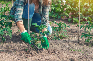 Farmer woman weeding near tomato seedlings with flowers in garden. Organic spring gardening concept.