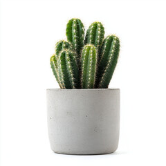 cactus isolated on white