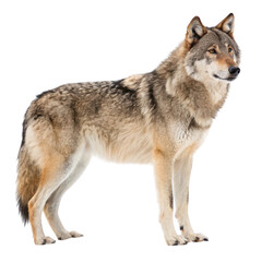 Obraz premium A majestic gray wolf stands alert, its fur blending seamlessly with the winter landscape isolated on transparent background