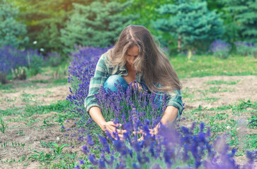 Unrecognizable woman with long hair gently hugs blooming lavender bush. Nature conservation concept.