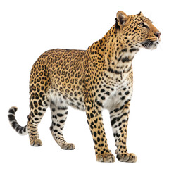 Naklejka premium A majestic leopard stands alert, its spotted coat blending with the shadows, a symbol of wild beauty isolated on transparent background