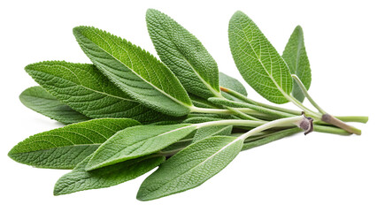 Fresh green sage herb leaves and stems on black background isolated on a transparent background leaf