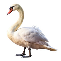 Fototapeta premium A majestic mute swan stands gracefully, its white feathers gleaming in the sunlight on a clear day isolated on transparent background