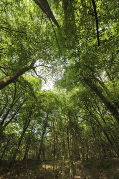 Fototapeta Lostwithiel, United Kingdom - 31 May 2025: View of towering trees reaching for the sky, their verdant leaves dappling the forest floor in shadow and light.