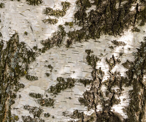 The birch bark texture or background. Macro shot is made by means of stacking technology trunk....