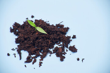 Green germinating sprout growing up from a small heap of ground isolated on the bright solid fond plain bright blue background