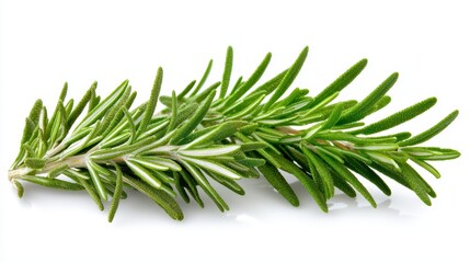 Fototapeta premium Fresh sprigs of rosemary and salvia leucantha, Rosmarinus officinalis, showcasing vibrant green leaves and delicate texture, perfect for culinary and medicinal uses, isolated on a