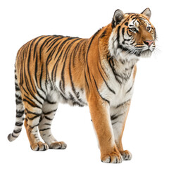 Fototapeta premium A majestic tiger stands tall, showcasing its striking stripes and powerful presence against a transparent background