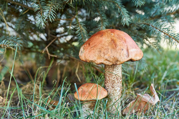 Two Orange Birch Bolete Mushrooms in Grass