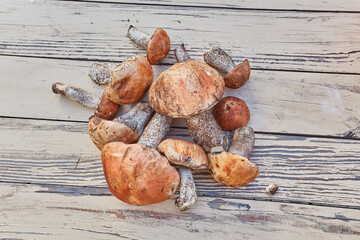 Freshly Picked Orange Birch Bolete Mushrooms