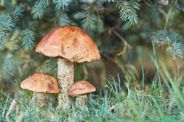 Orange Birch Bolete Mushroom Cluster in Autumn