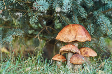 Orange Birch Bolete Mushroom Cluster in Autumn