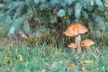 Cluster of Orange Birch Bolete Mushrooms
