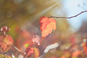 Red Guelder-Rose Berries in Autumn