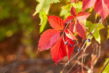 Hanging Vine of Red Virginia Creeper Leaves