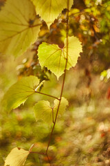 Autumn Grape Leaves Glowing in Sunlight