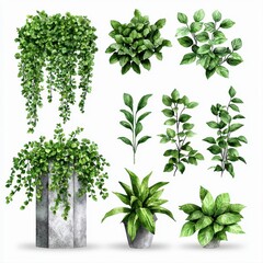 Naklejka premium A collection of watercolor illustrations featu various creeper plants in pots and hanging arrangements isolated on a transparent background perfect for design projects and