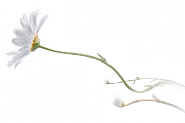 A delicate white daisy flower with a long stem isolated on transparent background