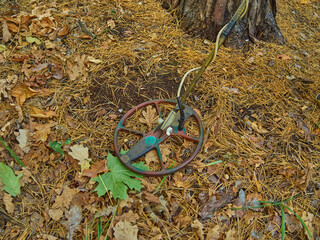 Metal Detector on a Forest Floor