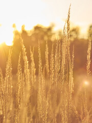 Backlit Wild Grass at Golden Hour Sunset