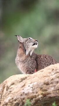 close up of a lynx sitting on a rock