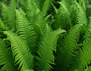 Lush green ferns in a dense cluster