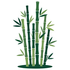 bamboo isolated on white background