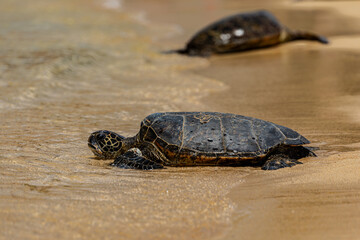 Obraz premium turtle on the sand