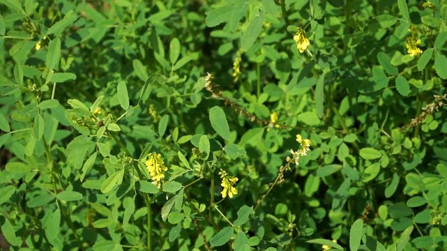 A sunlit view of Yellow Sweet Clover, a medicinal herb. The Melilotus officinalis plant shows bright yellow flower racemes among its dense, trifoliate leaves.