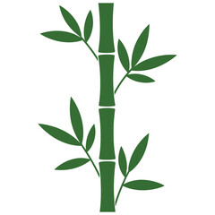 bamboo isolated on white background