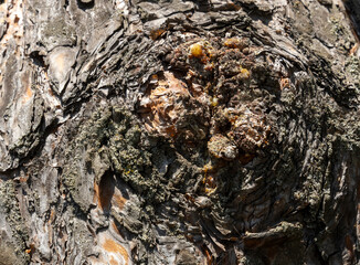 Maritime Pine, Pinus pinaster trunk symbol. Texture made of maritime pine tree bark. Beautiful Maritime Pine, Pinus pinaster trunk background. Conceptual image. Peaceful nature.