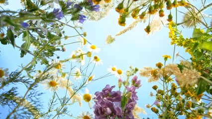 Meadow flowers in bloom moving in the wind with blue sky , down top view