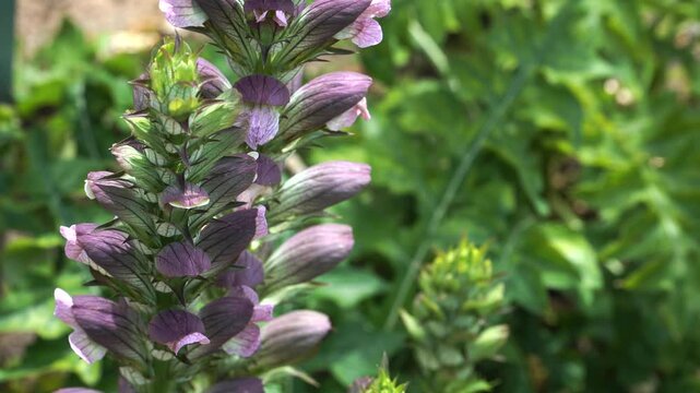 Bear's breeches flower spikes - Acanthus mollis plant stands tall with architectural flower spikes and lush foliage, its intricate textures and natural grace captured in sunlit detail.