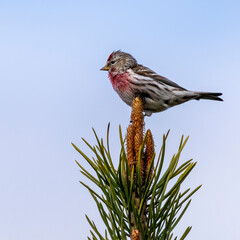 Common redpoll