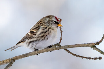 Common redpoll