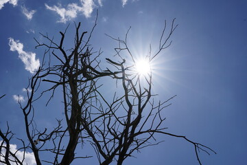 Arvore seca, com um forte sol e c&eacute;u Azul.
