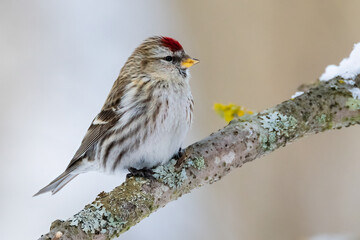 Common redpoll