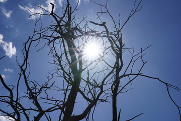 Sol do Sert&atilde;o