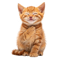 Adorable orange tabby kitten with eyes closed and a happy expression isolated on transparent background