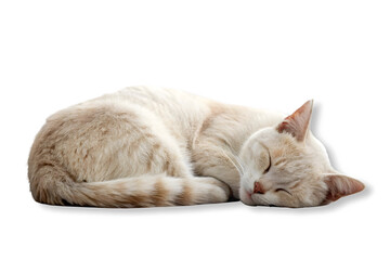 A cute cat lying on the floor isolated on white and transparent background