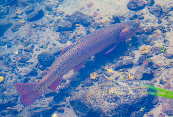 Mountain cutthroat trout